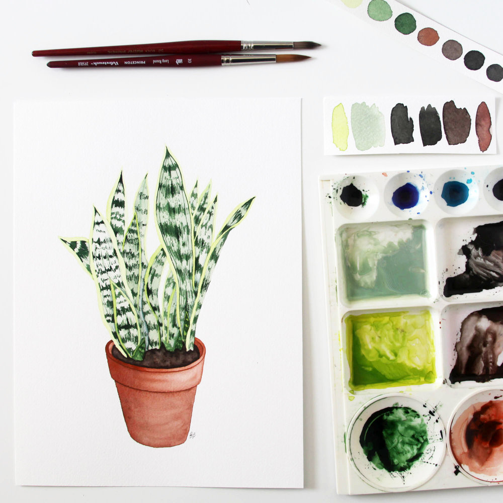 1000x1000 Watercolor Snake Plant In A Clay Pot My Giant Strawberry - Snake Watercolor