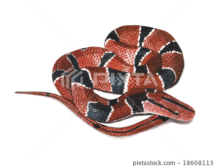 450x343 Watercolor Snake Painting - Snake Watercolor