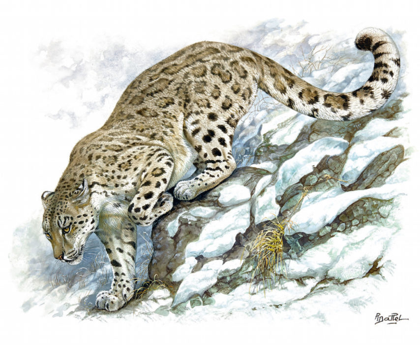 854x700 Fierce And Fragile Supports The Big Cats - Snow Leopard Watercolor