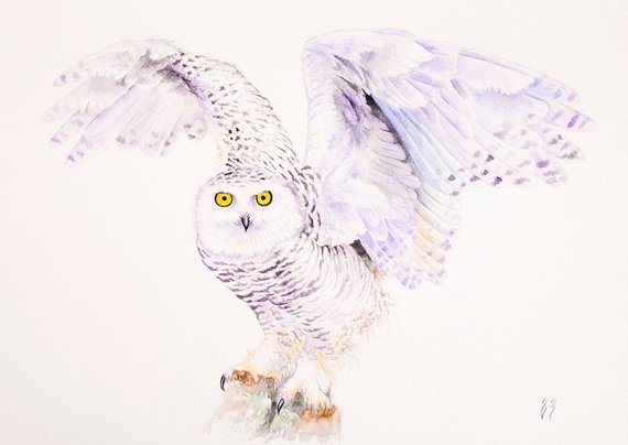 570x404 Owl Watercolor Painting Snowy Owl Wall Art Bird Watercolor Etsy - Snowy Owl Watercolor