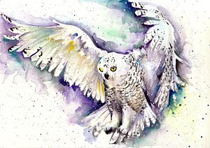 300x212 Owl Watercolor Paintings Fine Art America - Snowy Owl Watercolor