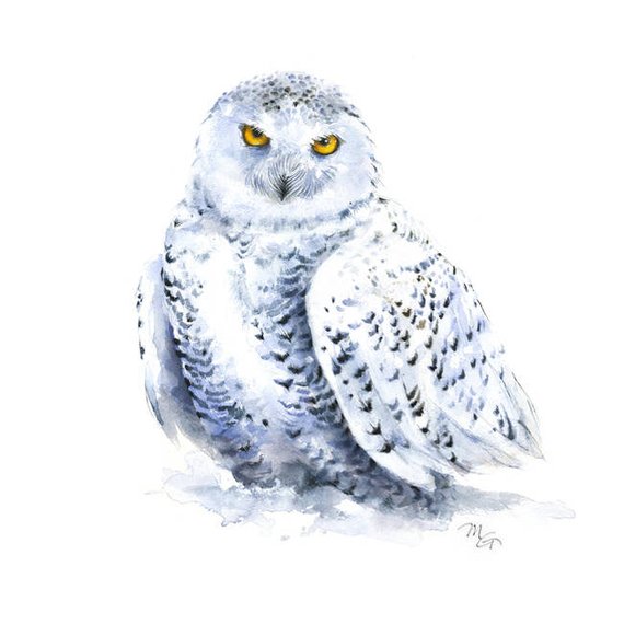 570x570 Snowy Owl Watercolor Painting Giclee Print. Bird Etsy - Snowy Owl Watercolor