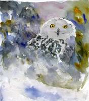 176x200 Stunning Snowy Owl Watercolor Painting Reproductions For Sale On - Snowy Owl Watercolor