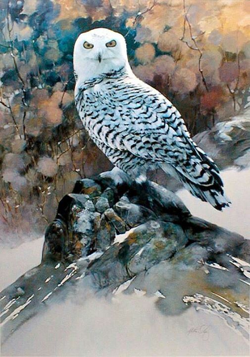 Snowy Owl Watercolor at PaintingValley.com | Explore collection of ...