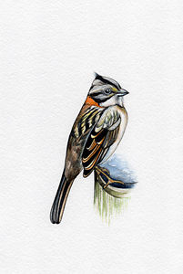 201x300 New Print! Crown Sparrow, Bird, Print Of Original Watercolor - Sparrow Watercolor