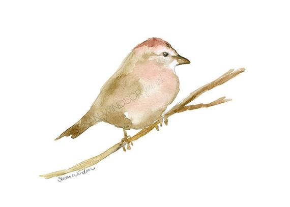 570x407 Sparrow Watercolor Painting 7x5 Giclee Print Reproduction Etsy - Sparrow Watercolor