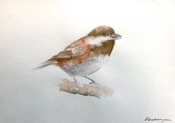 570x401 Sparrow Watercolor Artwork Handmade Painting Illustration - Sparrow Watercolor