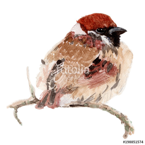 500x500 Sparrow Watercolor Painting. Watercolor Hand Painted Cute Animal - Sparrow Watercolor