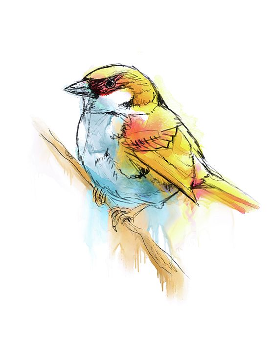 560x700 Sparrow Watercolor Painting By Kosartworks - Sparrow Watercolor
