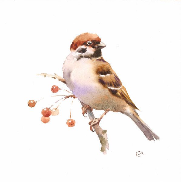 597x600 Watercolor Sparrow - Sparrow Watercolor