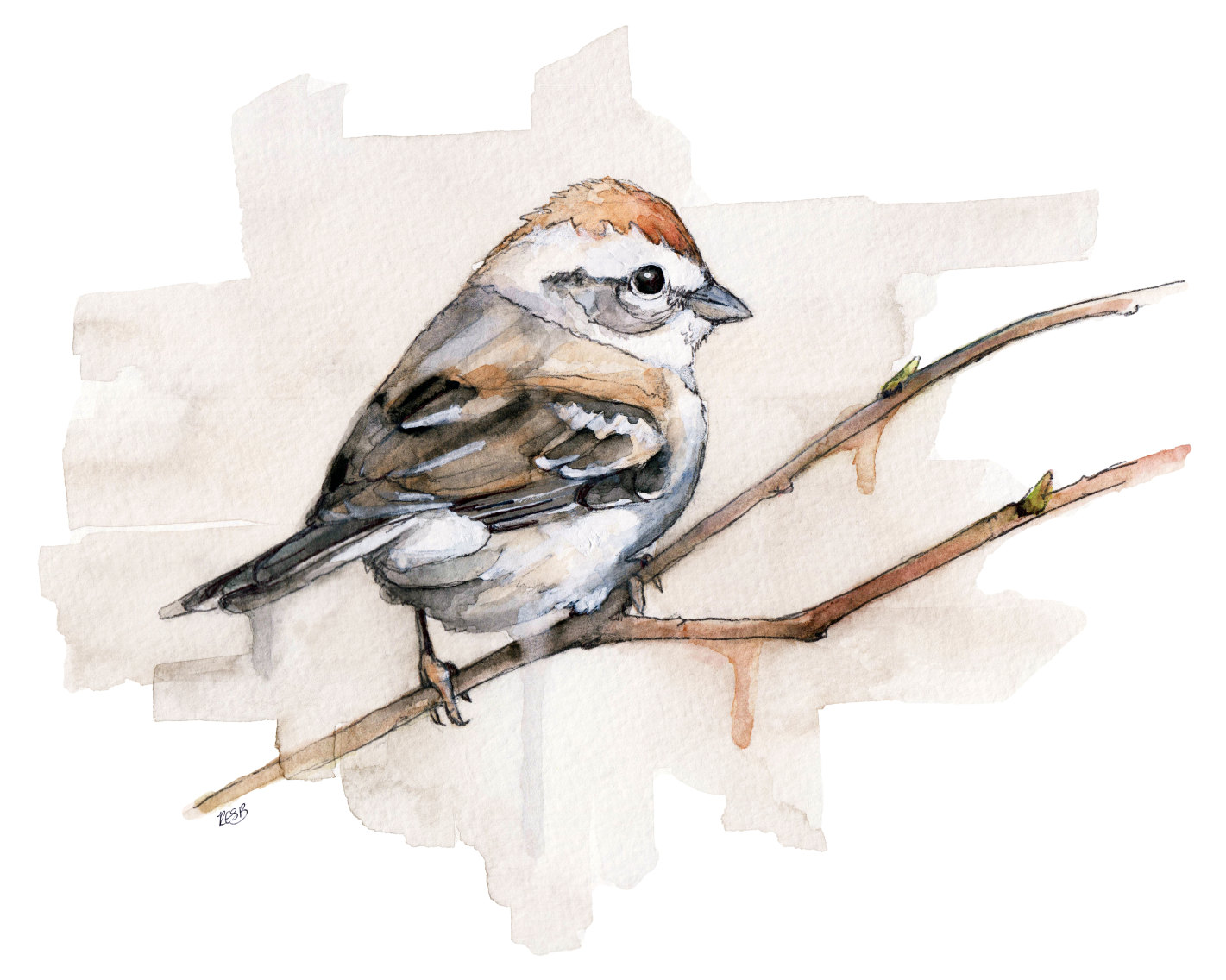 1421x1136 Watercolor Sparrow Print Painting Titled Etsy - Sparrow Watercolor