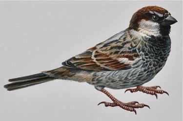 375x248 Busacca Gallery - Sparrow Watercolor