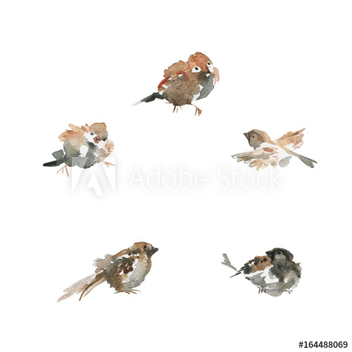 500x500 Hand Drawn Set Of Sparrow. Watercolor Ornithologist Illustration - Sparrow Watercolor