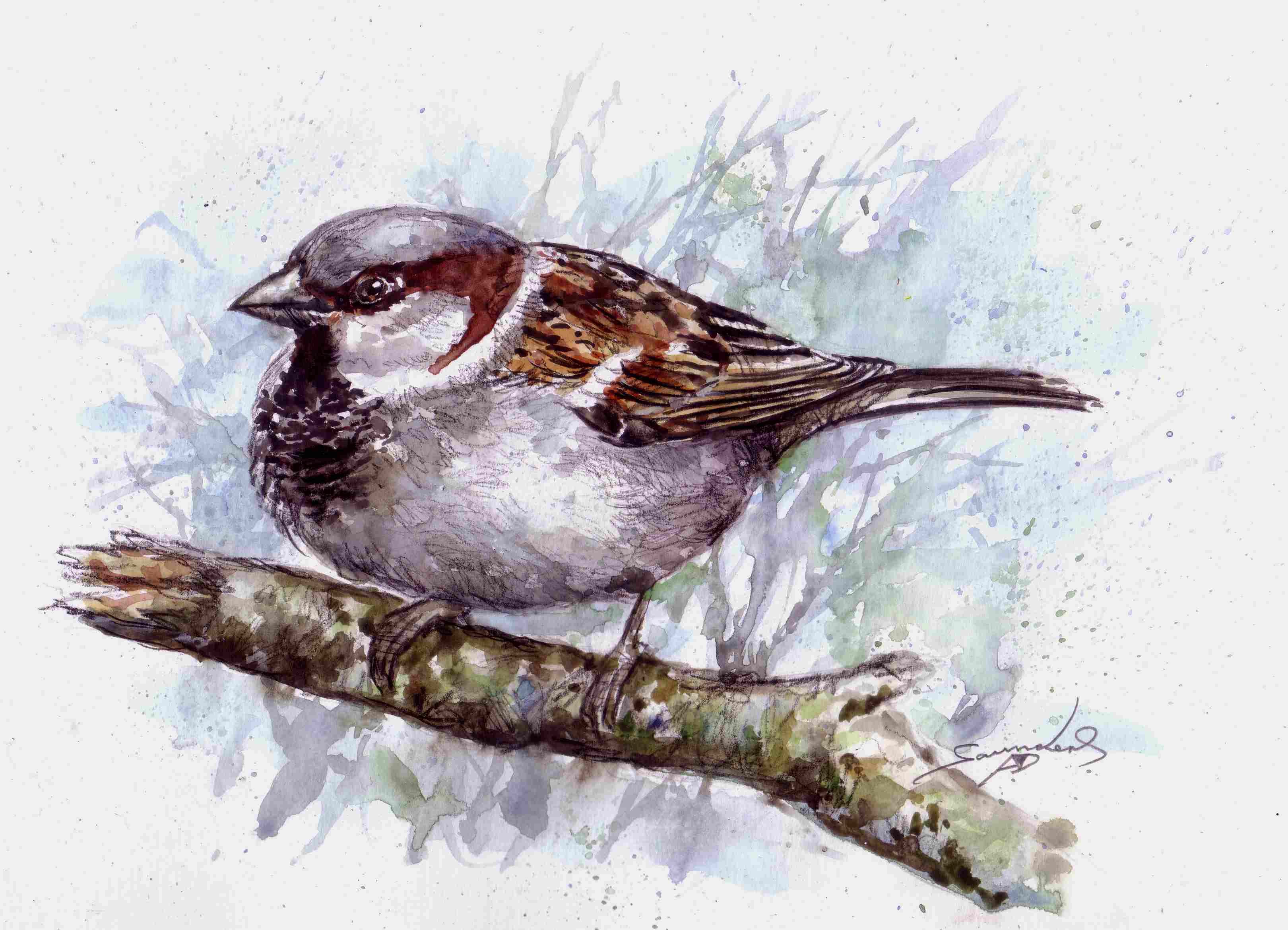 3240x2340 House Sparrow Bird Speed Painting - Sparrow Watercolor