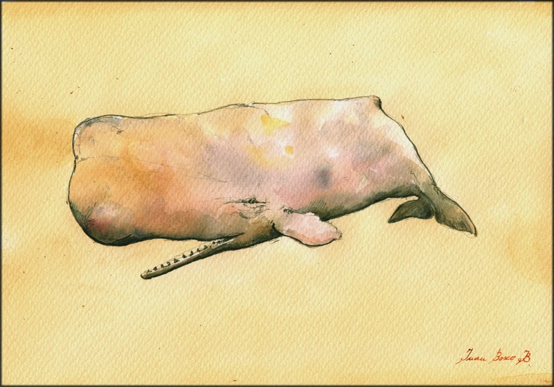 800x559 San Martin Arts Crafts Moby Dick, The White Sperm Whale. - Sperm Whale Watercolor