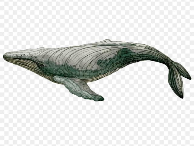 640x480 Sperm Whale Clipart Watercolor 2 - Sperm Whale Watercolor
