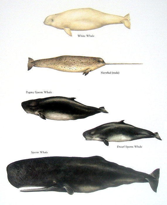 570x699 Sperm Whale Clipart Simple Fish - Sperm Whale Watercolor