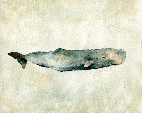 570x453 Sperm Whale Sea Painting Original Watercolor Painting - Sperm Whale Watercolor