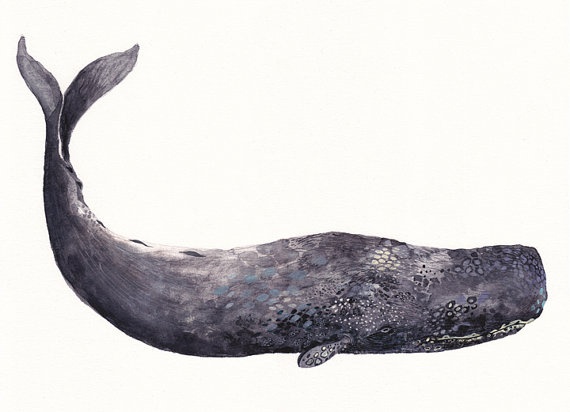 570x412 Sperm Whale Clipart Teacher - Sperm Whale Watercolor