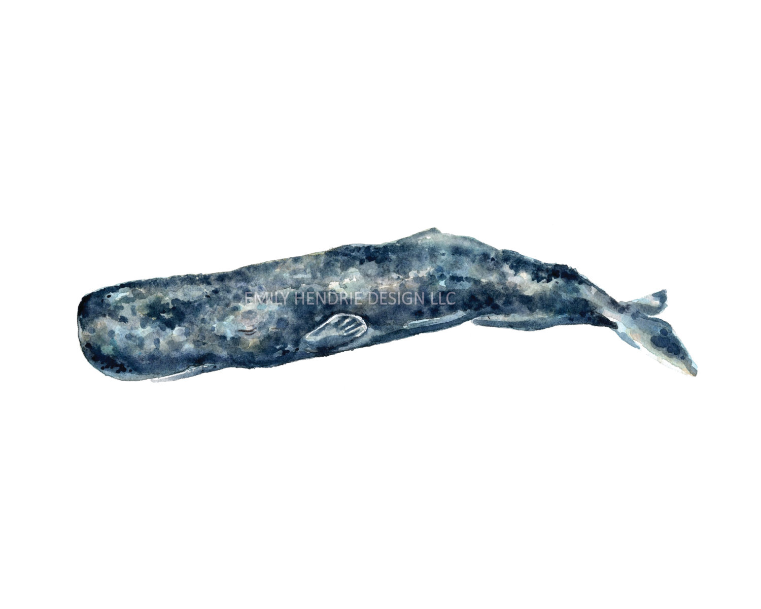 1500x1200 Watercolor Sperm Whale Print Watercolor Whale Watercolor Etsy - Sperm Whale Watercolor