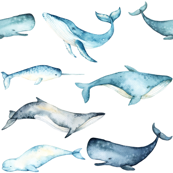 173x173 Sperm Whale Fabric, Wallpaper Amp Gift Wrap - Sperm Whale Watercolor