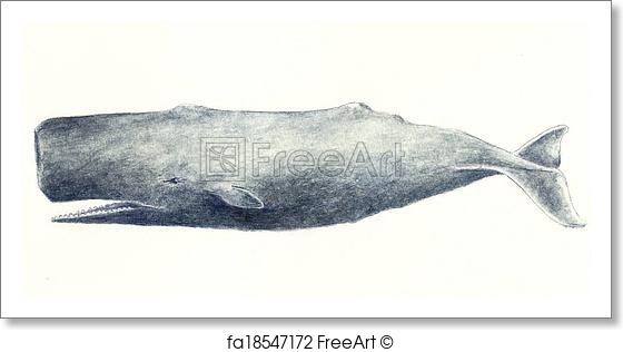 560x316 Free Art Print Of Sperm Whale. Watercolor Painting Of A Sperm - Sperm Whale Watercolor