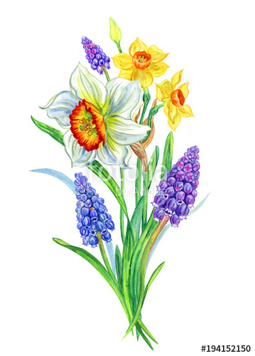 359x500 Bouquet Of Daffodils And Muscari, Hand Drawing. Bouquet Of Spring - Spring Flowers Watercolor