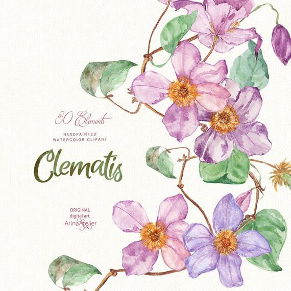 570x570 Clematis Flowers Watercolor Clipart Spring Flowers Digital Etsy - Spring Flowers Watercolor