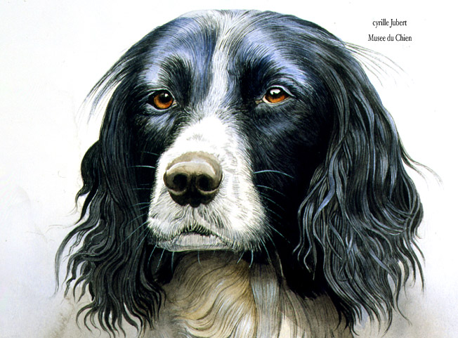 652x481 English Springer Spaniel Portrait - Springer Spaniel Watercolor