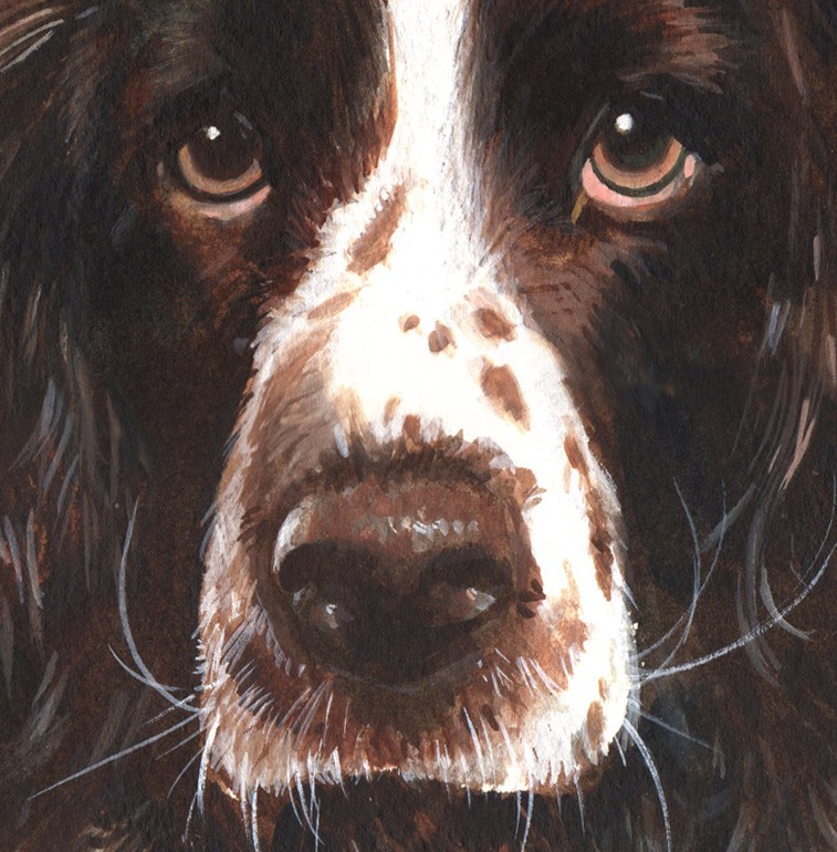 757x770 Millie. Our English Springer Spaniel - Springer Spaniel Watercolor
