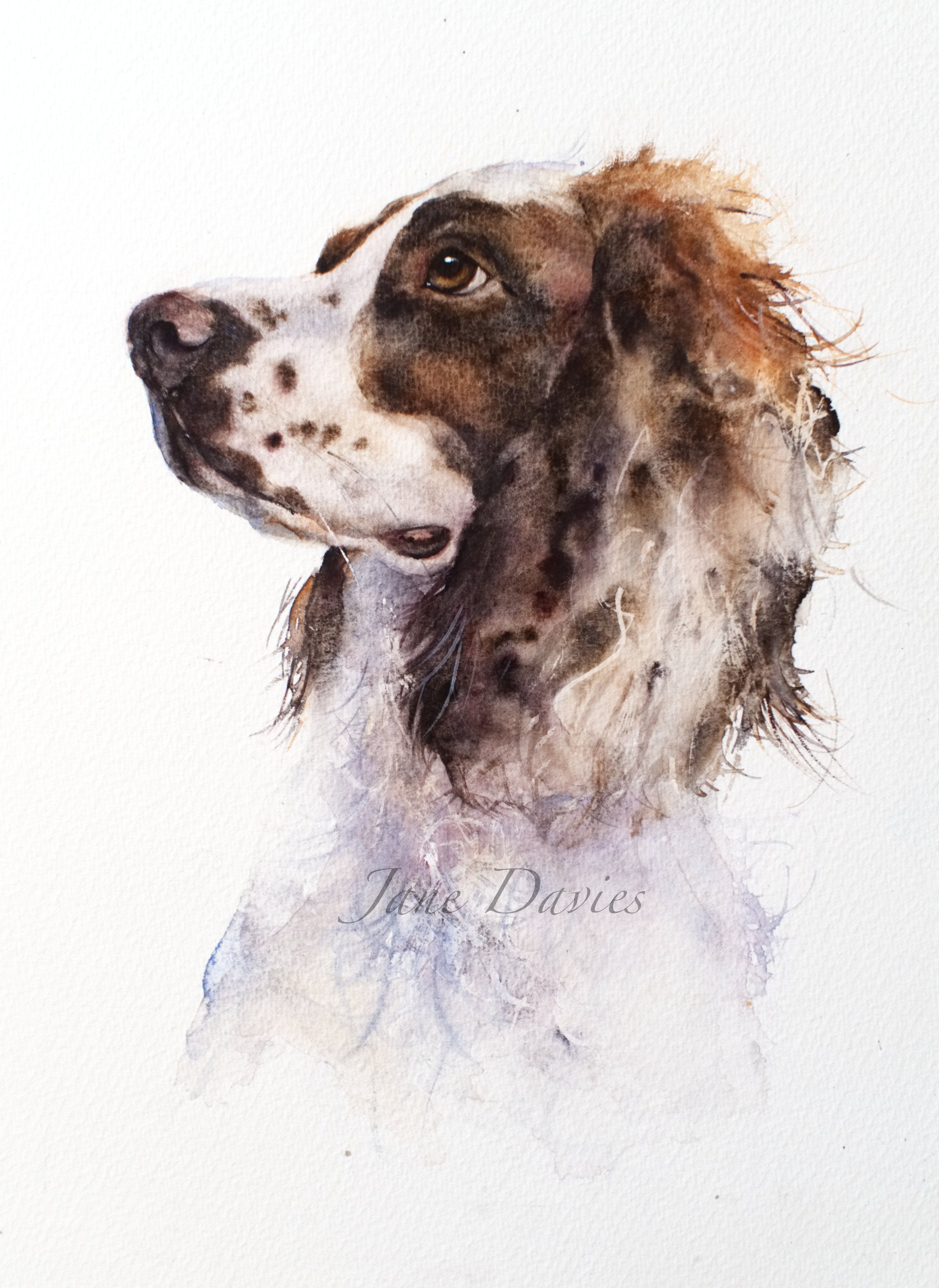 3291x4511 Pet Portrait Of A Springer Spaniel Painted By Watercolour Artist - Springer Spaniel Watercolor