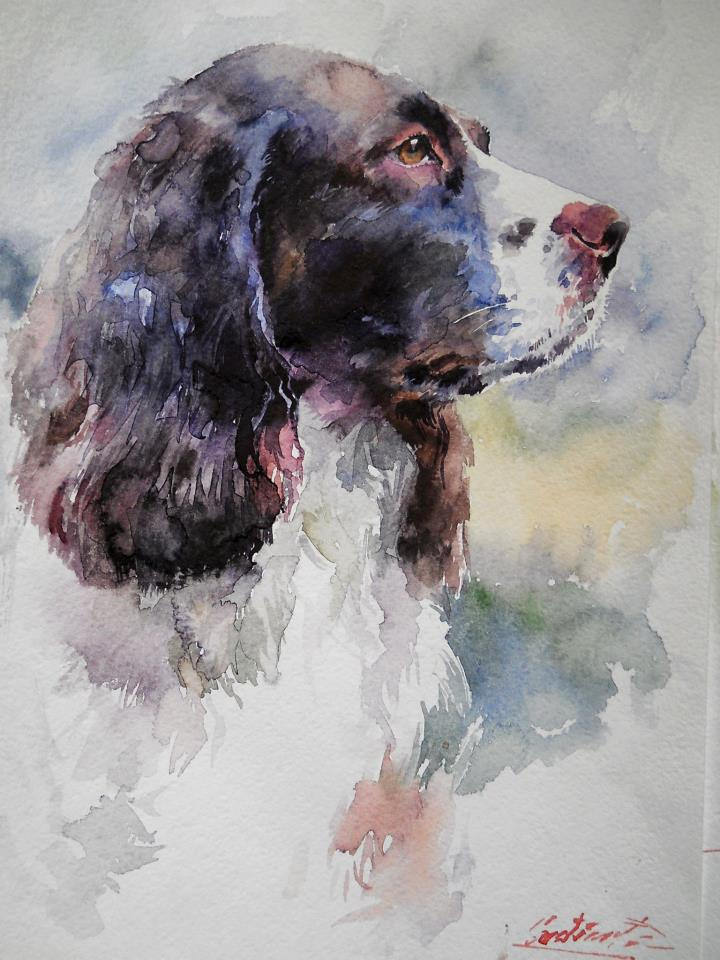 720x960 Springer Spaniel' Watercolor Grinciuc - Springer Spaniel Watercolor
