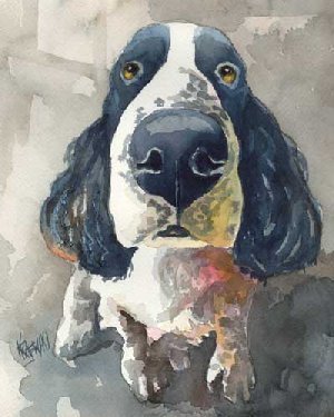 300x375 Springer Spaniel (Black Amp White) Watercolor Portrait 080505 - Springer Spaniel Watercolor