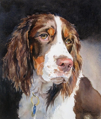 407x480 Edie Fagan - Springer Spaniel Watercolor