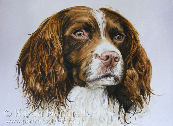 660x480 Watercolour Painting Springer Spaniel - Springer Spaniel Watercolor