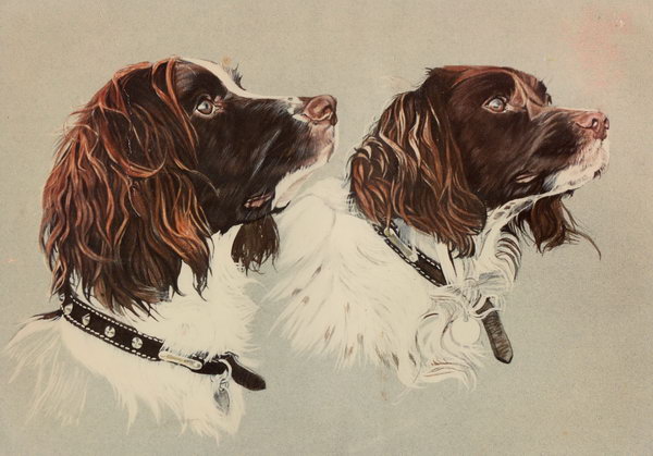 600x419 Antony Rhodes, Wildlife Artist And Lecturer - Springer Spaniel Watercolor