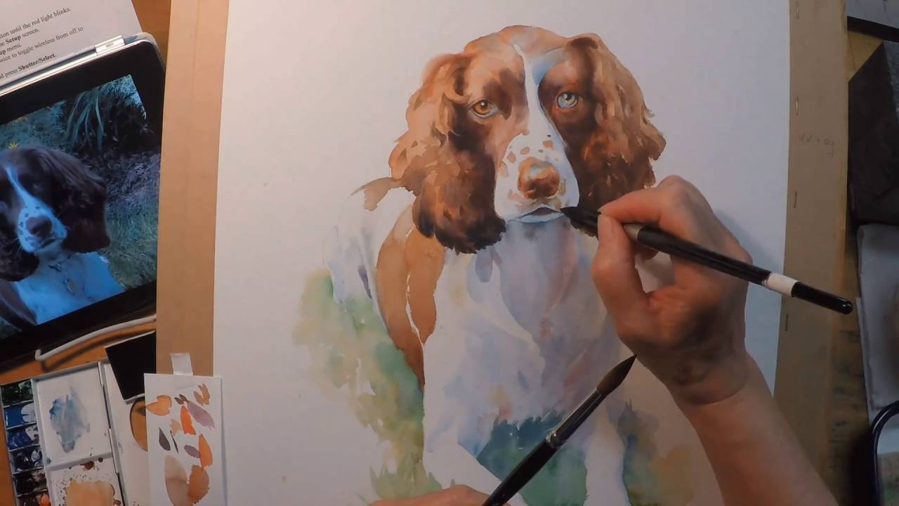 1280x720 Calle - Springer Spaniel Watercolor