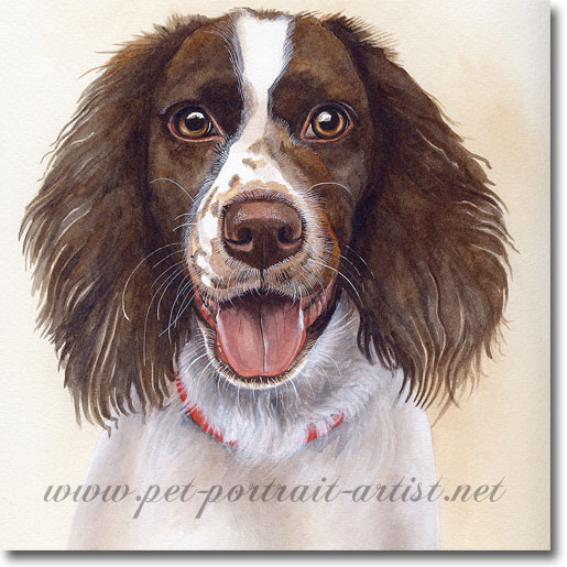 515x515 Dog Portraits Gt Springer Spaniel Gt Dotty Gt Pet Portrait In - Springer Spaniel Watercolor