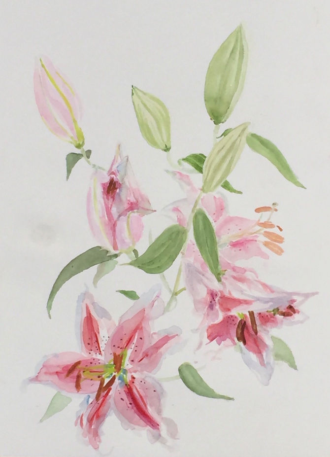 670x927 Stargazer Lilies In Bud And Bloom - Stargazer Lily Watercolor