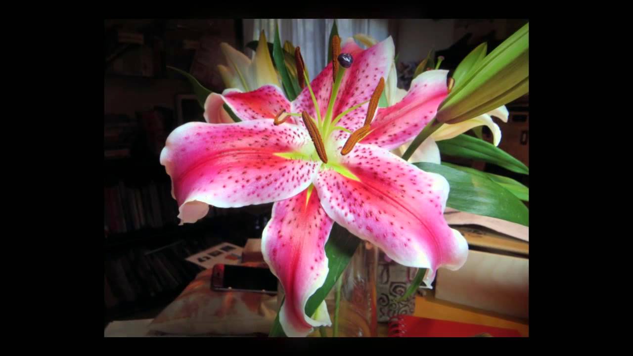 1280x720 Stargazer Lily - Stargazer Lily Watercolor