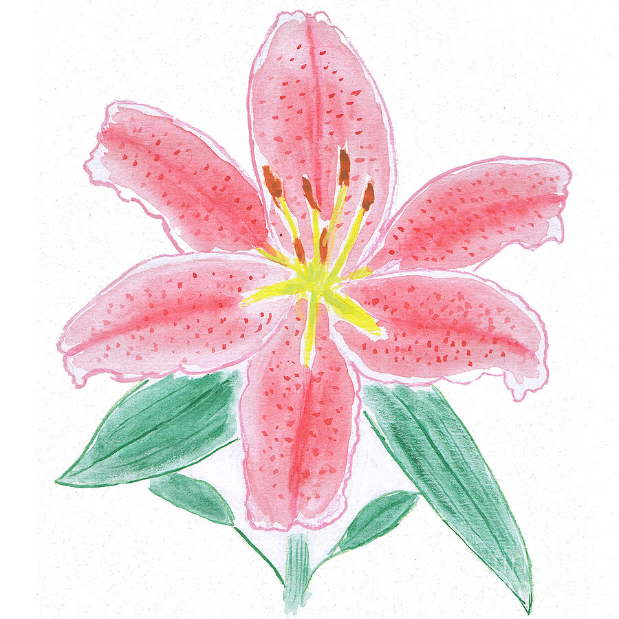 900x900 Stargazer Lily Watercolor Painting Painting By Conni Schaftenaar - Stargazer Lily Watercolor
