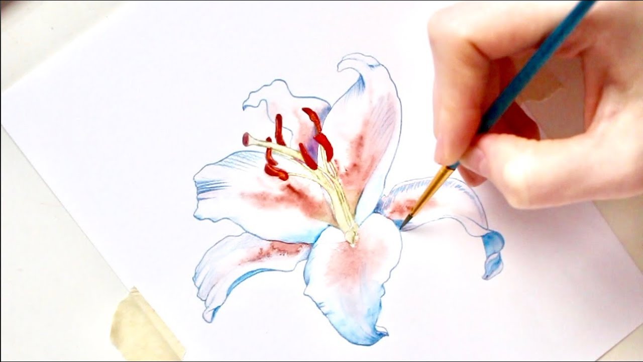 1280x720 Watercolor Speed Painting - Stargazer Lily Watercolor