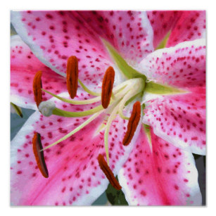 307x307 Watercolor Stargazer Lily Gifts On Zazzle - Stargazer Lily Watercolor