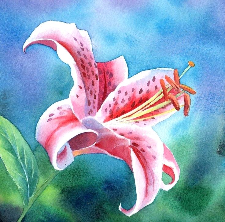 736x725 Decoration Stargazer Lily Watercolor 7 X Blue Images. Blue - Stargazer Lily Watercolor