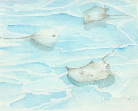 570x460 Ellen K. Gladis ~ Watercolor Fine Art - Stingray Watercolor