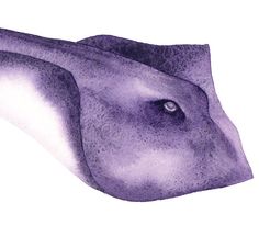 236x205 Watercolor Stingray Watercolors Watercolor - Stingray Watercolor