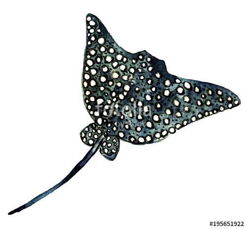 500x463 White Spotted Big Watercolor Stingray. Stock Photo And Royalty - Stingray Watercolor