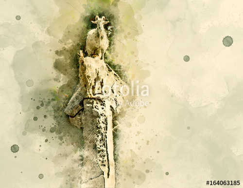 500x386 Mountain Goats Climb On Stones. A Proud White Goat Stands On Top - Stone Watercolor