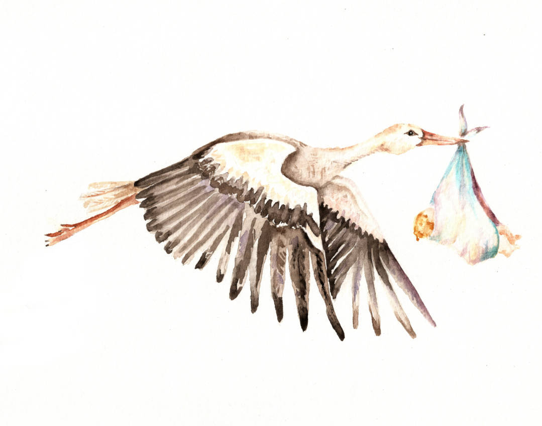 1079x849 Baby On Bird White Stork Carrying A Newborn Baby Vintage Etsy - Stork Watercolor