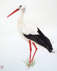 236x295 White Stork Bird, Drawings And Watercolor - Stork Watercolor